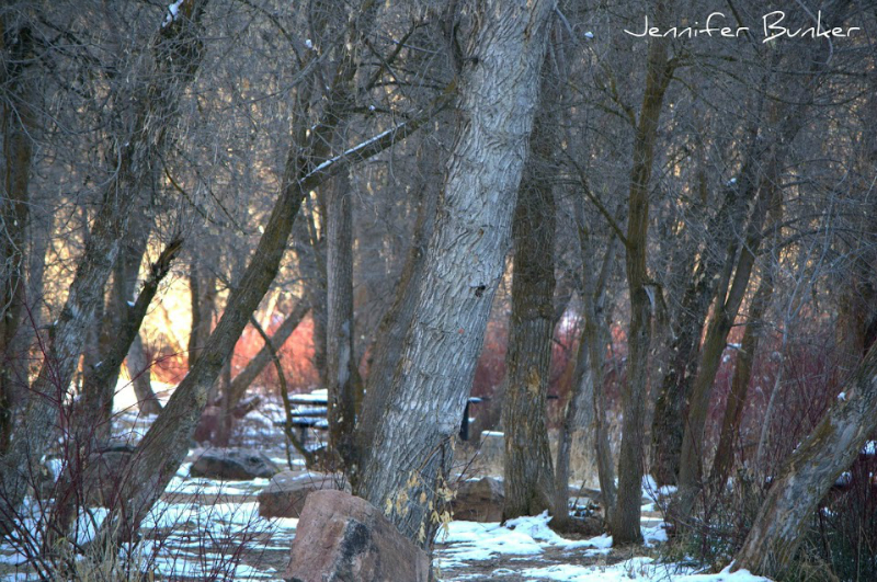 Jennifer Bunker Photograph 4
